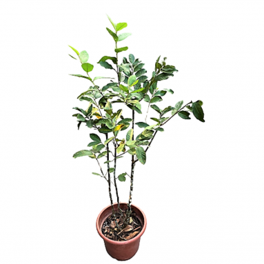 Guava (Psidium Guajava)