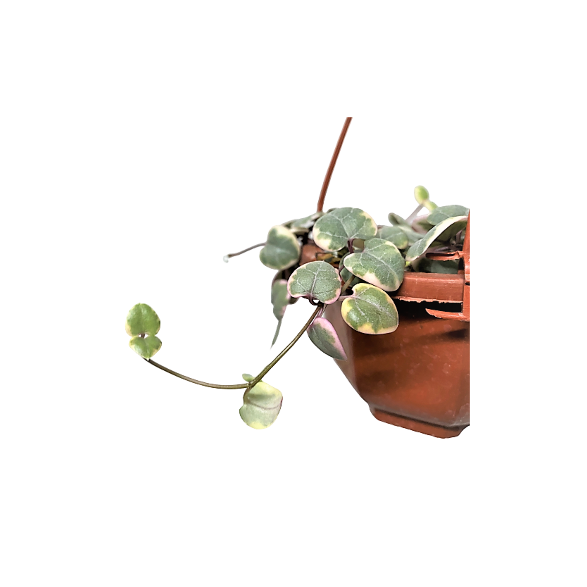 String of Hearts Variegated (Ceropegia Woodii)