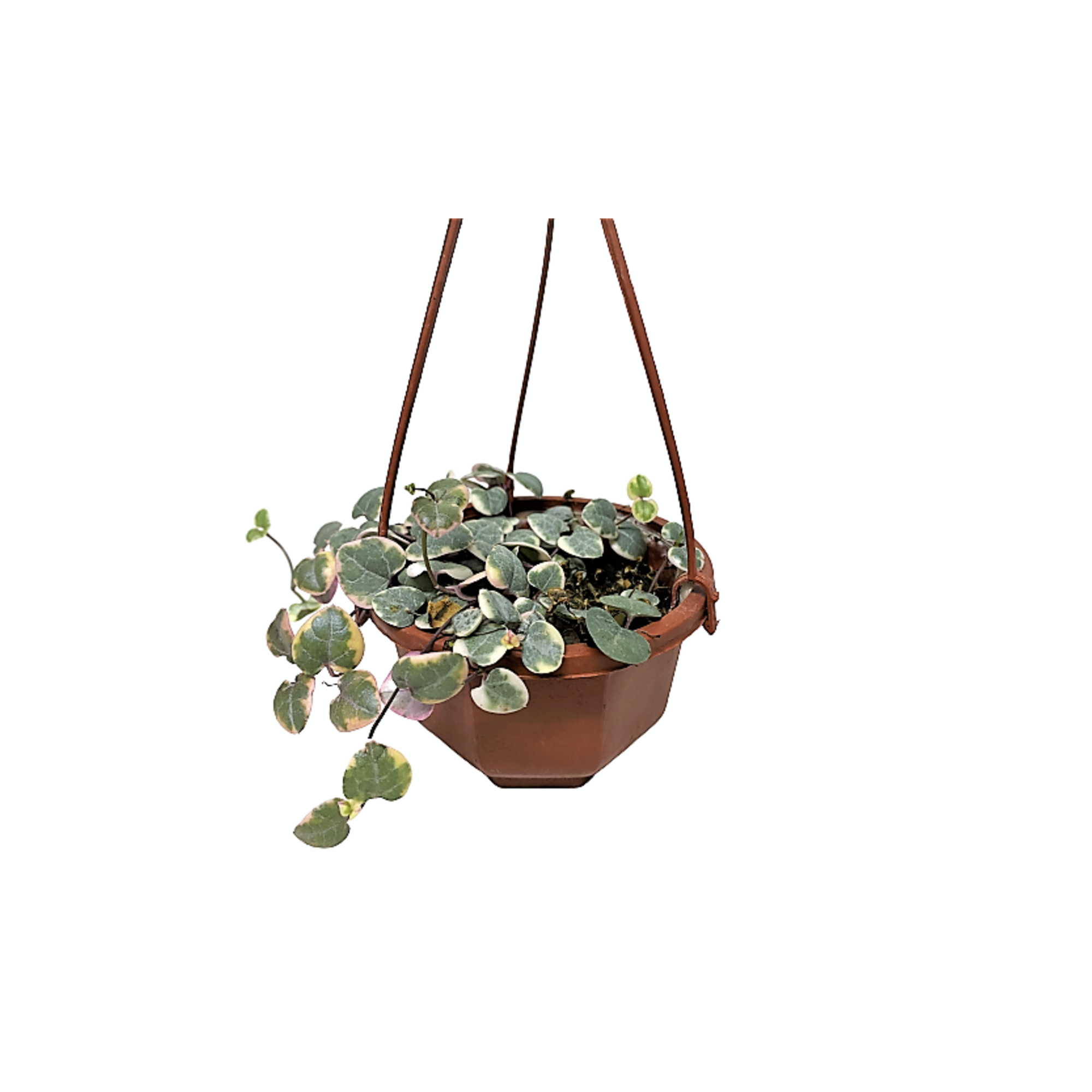 String of Hearts Variegated (Ceropegia Woodii)