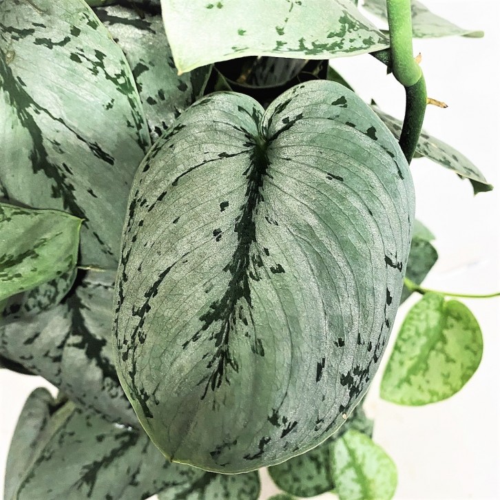 Silver Satin Pothos