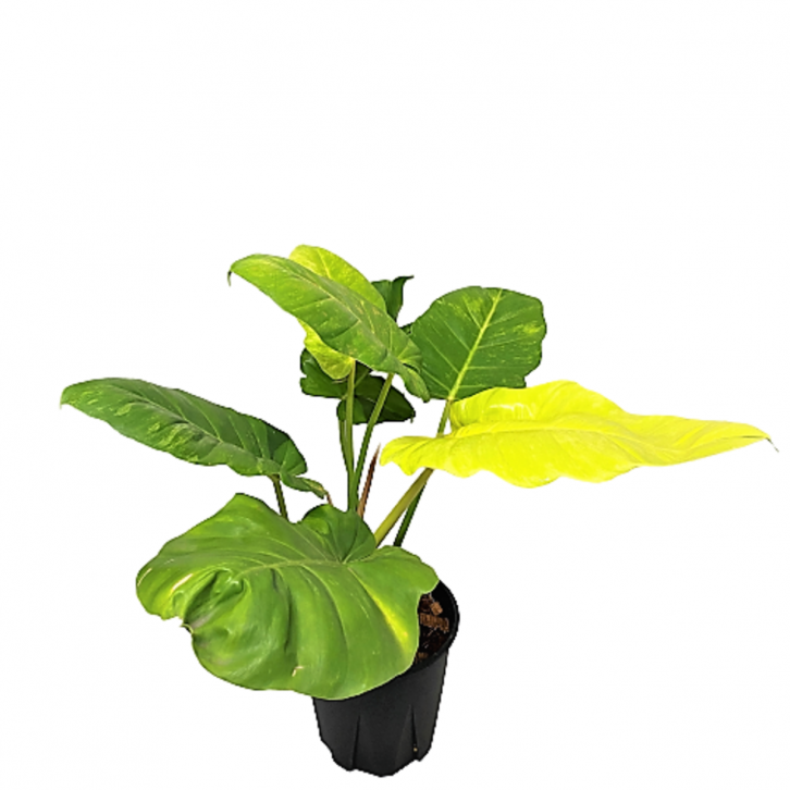 Philodendron Pina Variegata