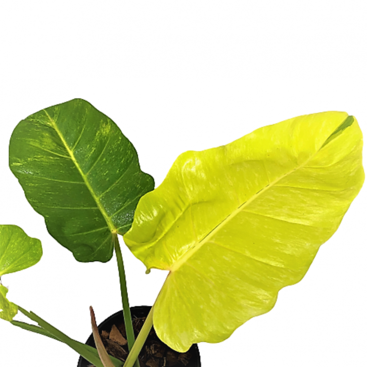 Philodendron Pina Variegata