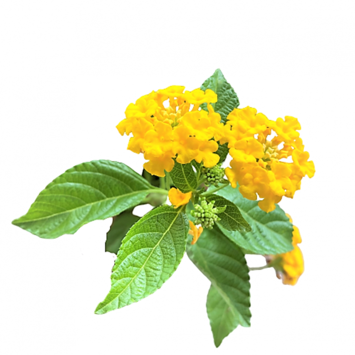 Lantanas
