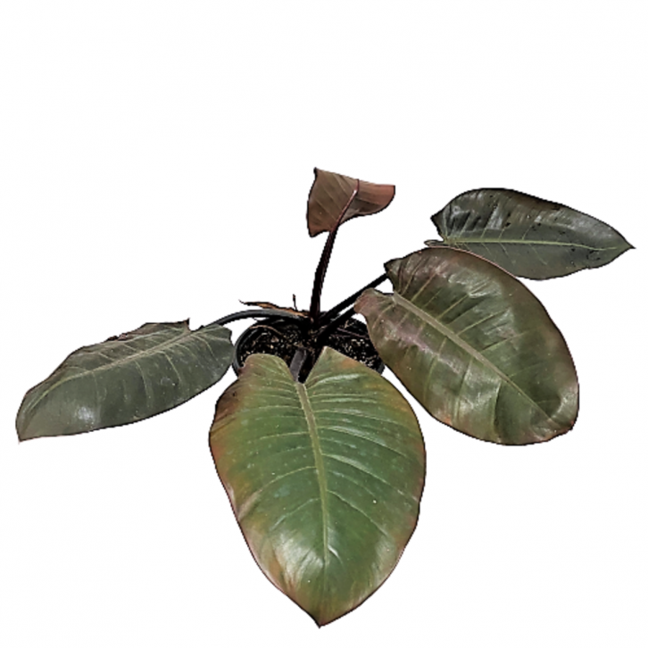 Philodendron Black Cardinal