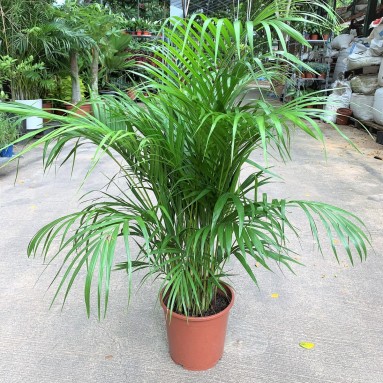 Yellow Palm (Dypsis Lutescens)