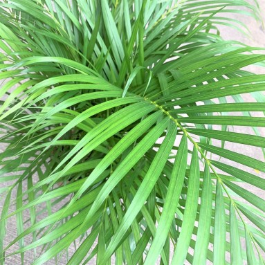 Yellow Palm (Dypsis Lutescens)