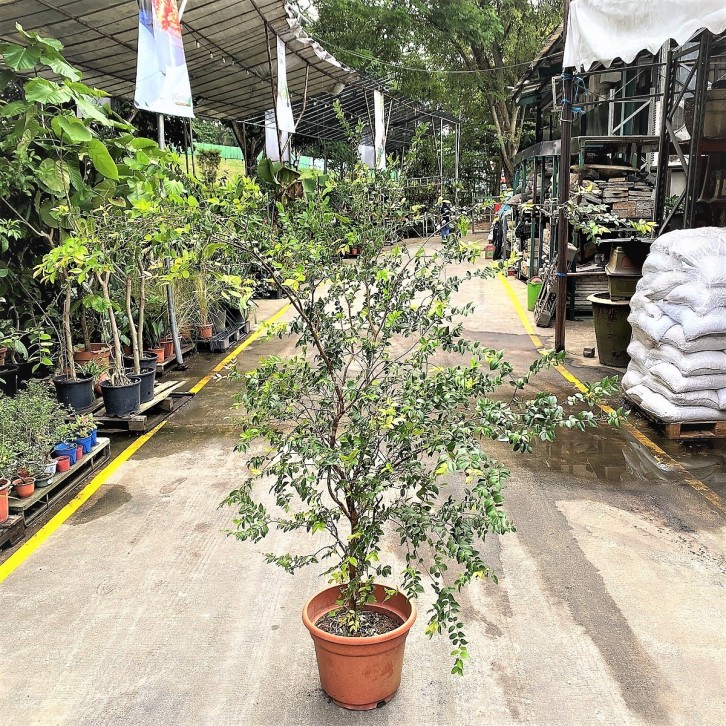 Jaboticaba (Plinia cauliflora)