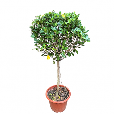 Ficus Microcarpa (Indian Laurel Fig Tree)
