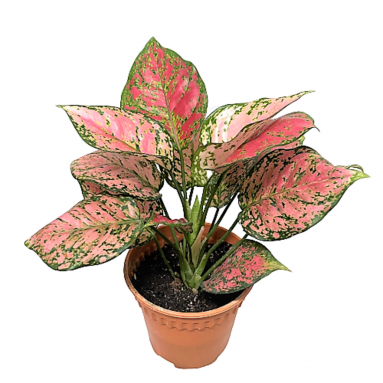 Aglaonema Red Valentine