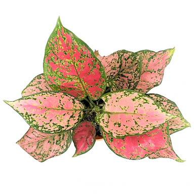 Aglaonema Red Valentine