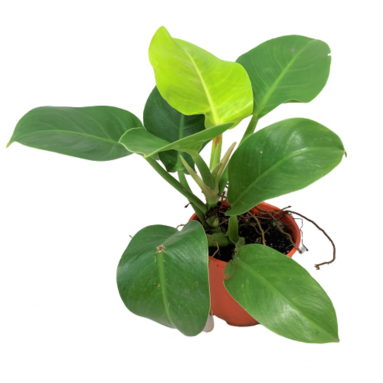 Philodendron Moonlight