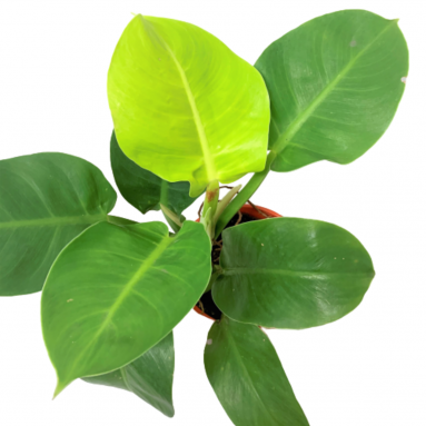 Philodendron Moonlight