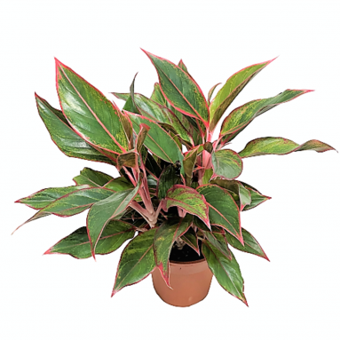 Aglaonema Siam Aurora