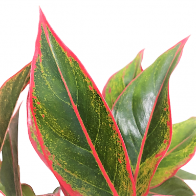 Aglaonema Siam Aurora