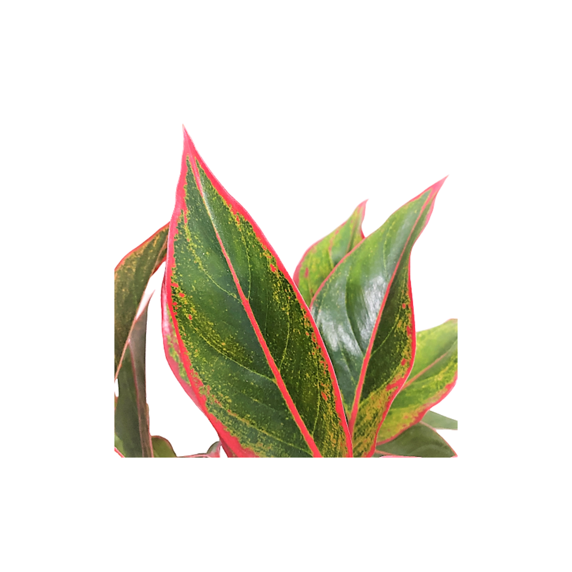 Aglaonema Siam Aurora