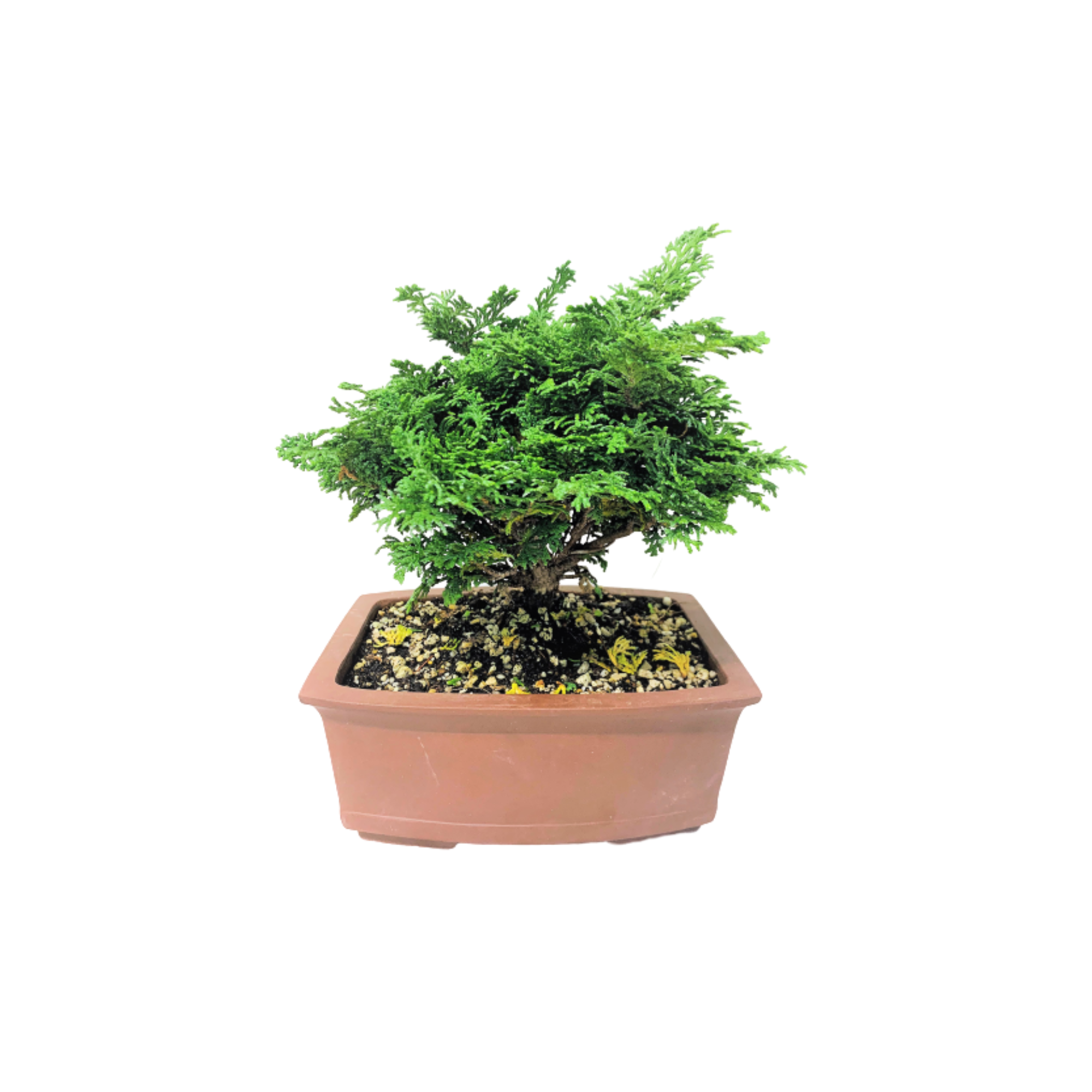 Hinoki Cypress in Terracotta Pot (Japan)