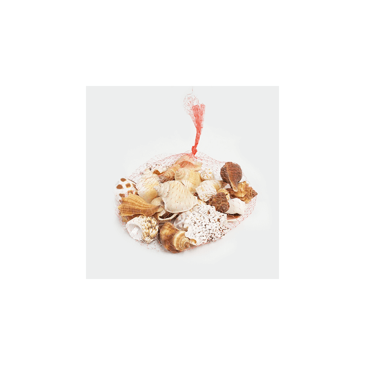 Assorted Seashells (Brown/White)