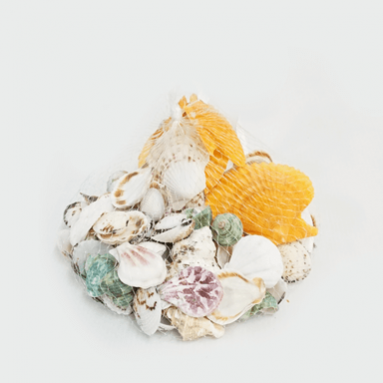 Assorted Seashells (Multi-Colour)