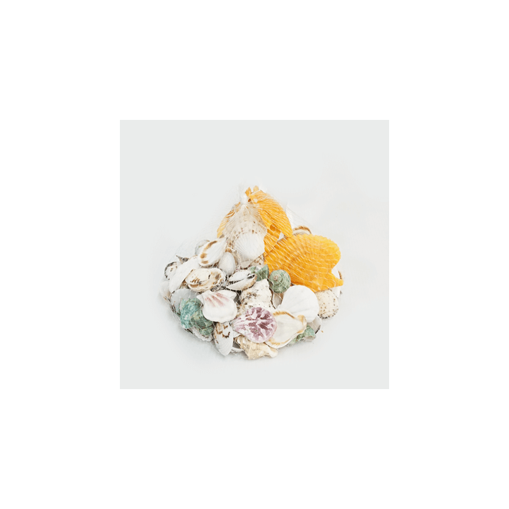 Assorted Seashells (Multi-Colour)