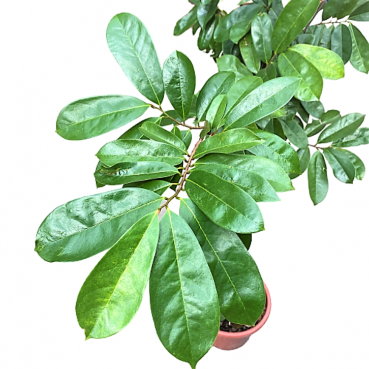 Soursop (Annona muricata)