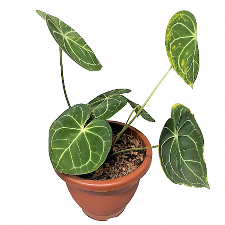 Anthurium Clarinervium (ECUADOR)