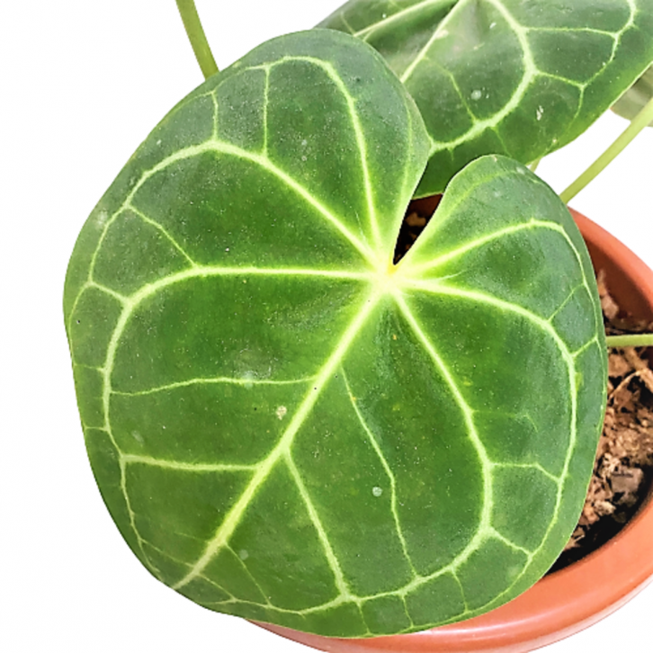 Anthurium Clarinervium (ECUADOR)