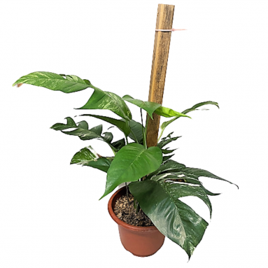 Epipremnum Pinnatum Albo Variegata with Plant Support