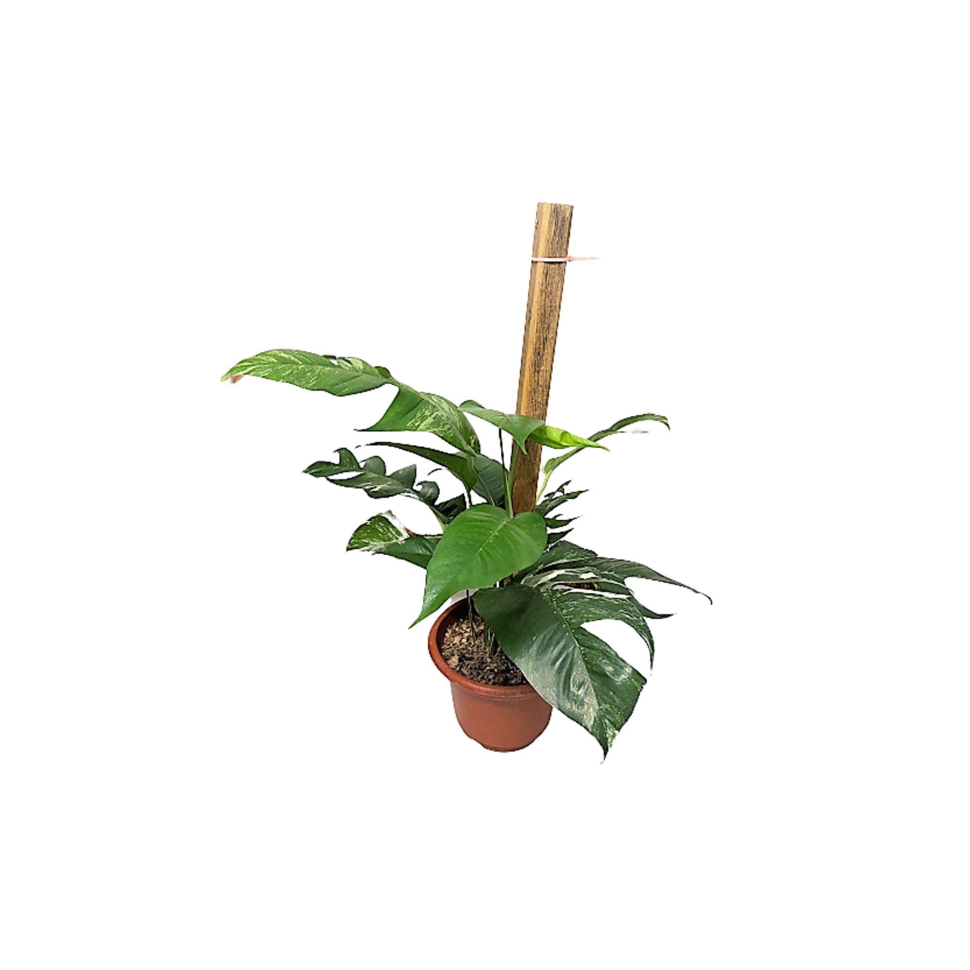 Epipremnum Pinnatum Albo Variegata