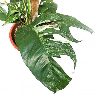 Epipremnum Pinnatum Albo Variegata with Plant Support