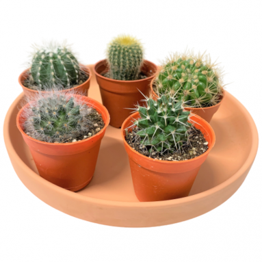 Garden Assorted Mini-Size Cactus