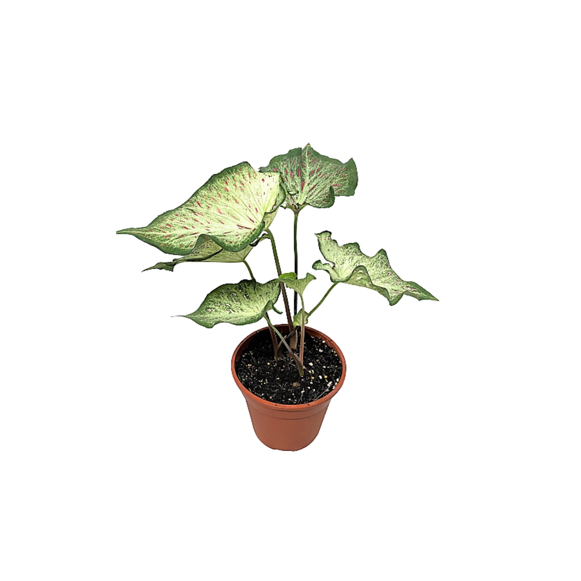 Caladium Gingerland