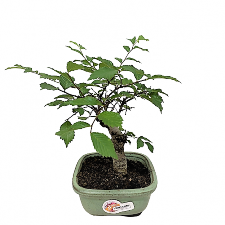 Ulmus Parvifolia (Chinese Elm Bonsai)