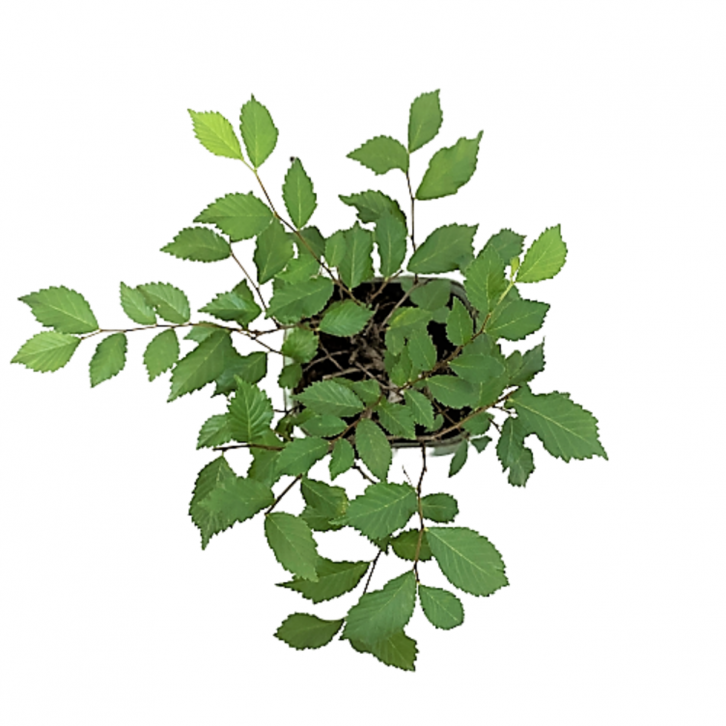 Ulmus Parvifolia (Chinese Elm Bonsai)