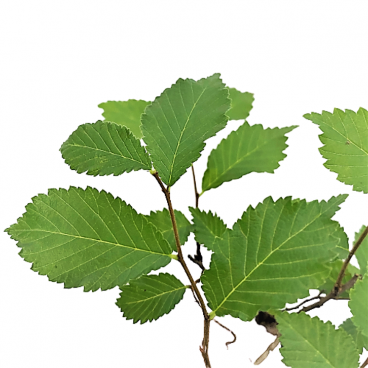 Ulmus Parvifolia (Chinese Elm Bonsai)