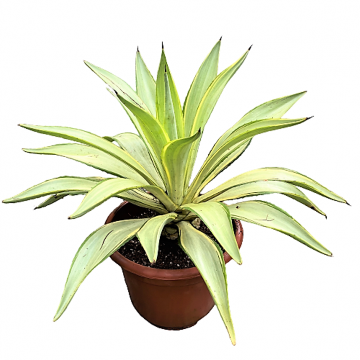 Agave Variegated (Century Plant)