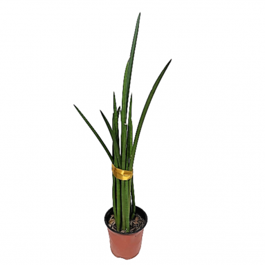 Sansevieria cylindrica (African Spear)