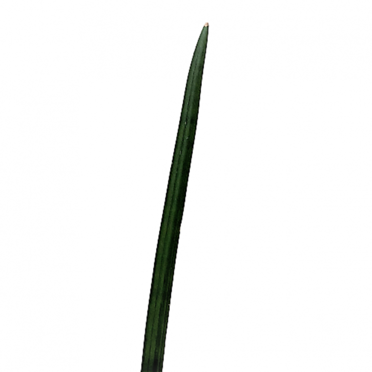 Sansevieria cylindrica (African Spear)