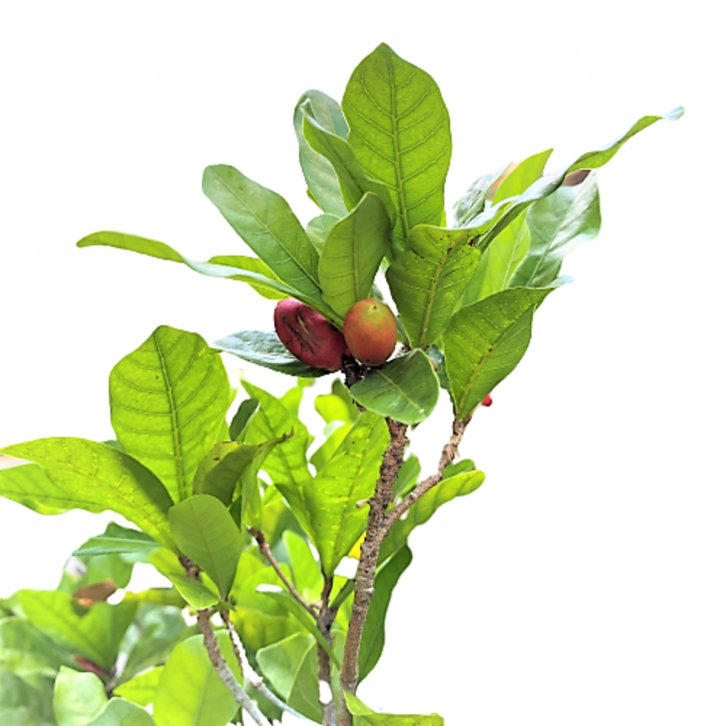Synsepalum Dulcificum (Miracle Fruit Plant)