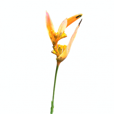 Heliconia American Dwarf