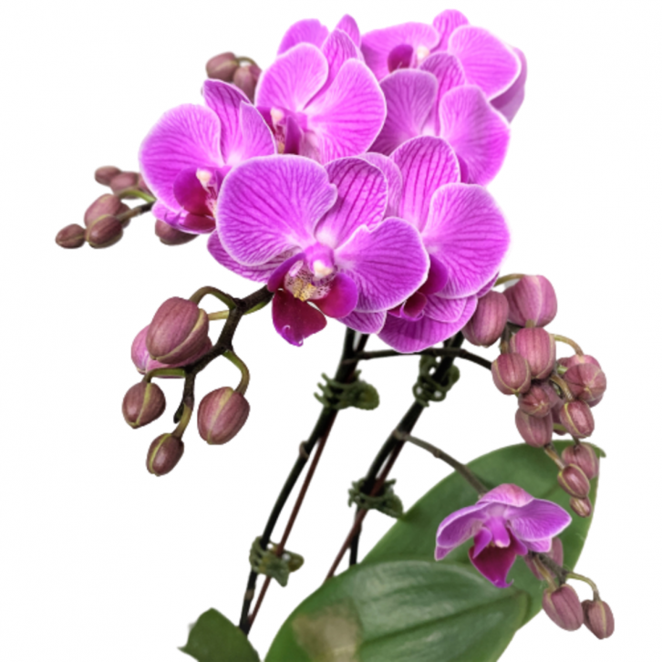Phalaenopsis Orchid - Mini (Double Spike)