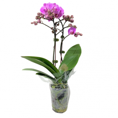 Phalaenopsis Orchid - Mini (Double Spike)