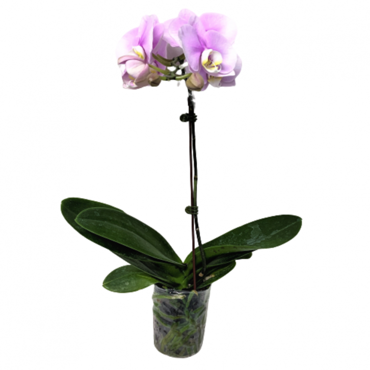 Phalaenopsis Orchid - Standard (Single Spike)