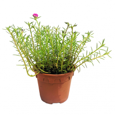 Portulaca Grandiflora (Moss Rose)