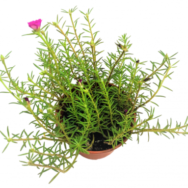 Portulaca Grandiflora (Moss Rose)