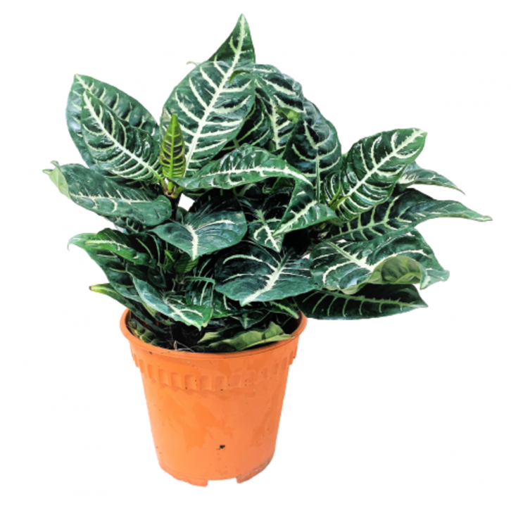 Zebra Plant (Aphelandra Squarrosa)