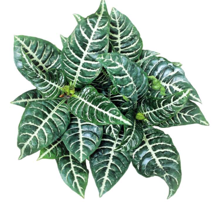 Zebra Plant (Aphelandra Squarrosa)