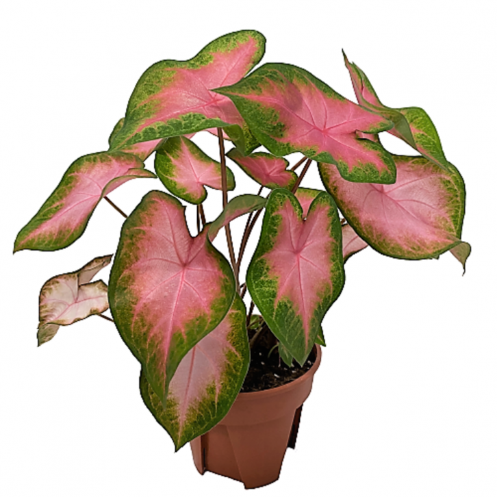 Caladium Kathleen