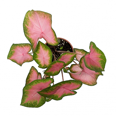 Caladium Kathleen
