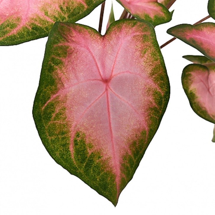 Caladium Kathleen