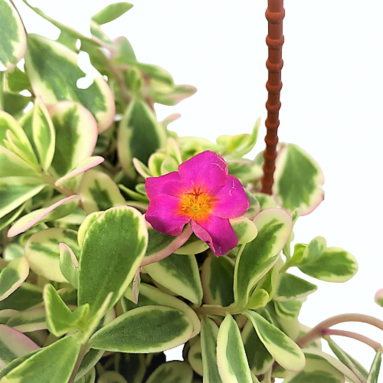 Portulaca Oleracea Variegata (Japanese Rose)